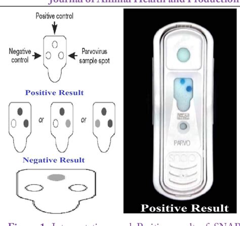 parvo test results